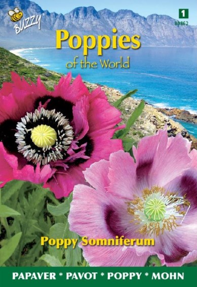 Papaver somniferum - poppy 2000 seeds